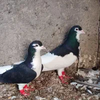 کفتر امری سیاه