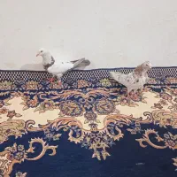 کبوتر هما|پرنده|نوشین شهر, |دیوار