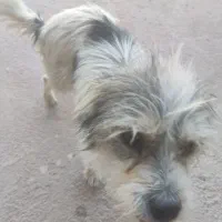 سگ پاکوتاه خشکل وحرف گوش کن|سگ|کاشمر, |دیوار