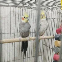 عروس هلندی رام و دستی