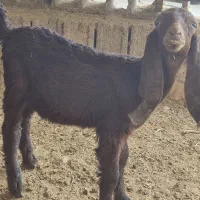 بز،تعدادی بز داشتی درجه یک آبستن کهره دارچغل|حیوانات مزرعه|وحدتیه, |دیوار