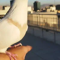 کفتر طوقی|پرنده|تهران, نجات اللهی|دیوار