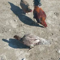 مرگ محلی اصل|حیوانات مزرعه|قلعه گنج, |دیوار