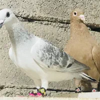 پاکستانی