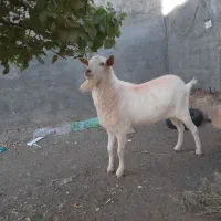 سلام‌دوستان‌نربزسانن|حیوانات مزرعه|مشهد, سجاد شهر|دیوار