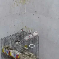 گلدین نرگسی،کرواتی ،مرغ عشق ،قناری،کبوتر دم چتری|پرنده|تهران, حکیمیه|دیوار