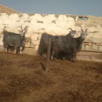 ۳ راس بز آبستن سنگین کبود|حیوانات مزرعه|پیشوا, |دیوار