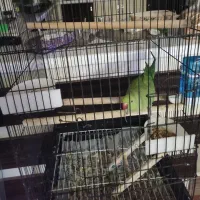 طوطی ملنگو گم شده