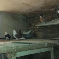 کبوتر فروشی