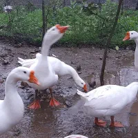 تخم نطفه دار لیندا غوقاز