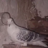 جفت بدرنگ|پرنده|بردسیر, |دیوار