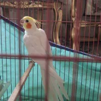 یک جفت عروس مولد