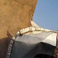 چپ زرد|پرنده|سبزوار, علمدار|دیوار