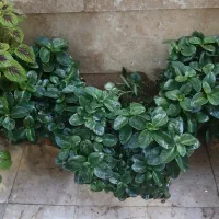 گل قاشقی بزرگ|گل و گیاه طبیعی|شهریار, شهرک وائین|دیوار