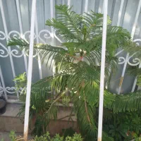 آلوورا گوشتی|گل و گیاه طبیعی|تهران, ایوانک|دیوار