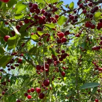 آلبالو درجه یک با تحویل رایگان