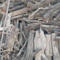 چوب بریده شده گردو و بادام خشک شده تنه دار