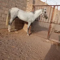 نریان ترکمن و کره نریان ترکمن|اسب و تجهیزات اسبسواری|کاشمر, |دیوار