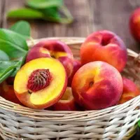 پیشرفته ترین تولید نهال در میاندوآب نهال رجبی