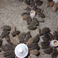 بلدرچین بالغ و تخم بلدرچین و جوجه بلدرچین