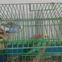 مرغ عشق فقط آبی موجوده