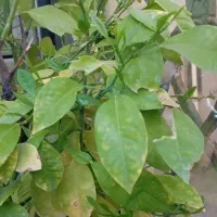 درخت میوه|گل و گیاه طبیعی|ایلام, |دیوار