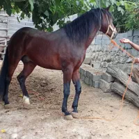 اسب تمام یورقه نرون|اسب و تجهیزات اسبسواری|پایین هولار, |دیوار