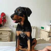 سگ گمشده|حیوانات|رباطکریم, الارد|دیوار