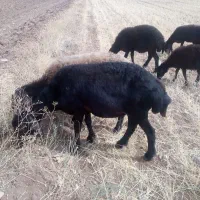میش‌|حیوانات مزرعه|بستان آباد, |دیوار
