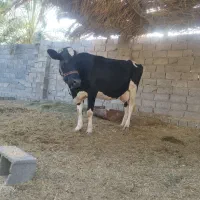 گاو آمریکایی شیری جوان مالداری