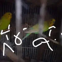 دوعدد مرغ عشق نر