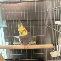 عروس هلندی سخن گو