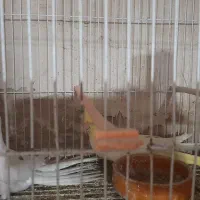 فقط معاوضه  عروس بشرط تخم و جوجه با چخ کفتر