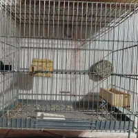 ابزار و قناری عروس پرنده سهره و دریل اهوازی|حراج|نظرآباد, نظرآباد|دیوار