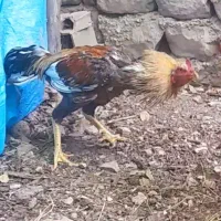 خروس لاری