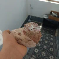 کفتر