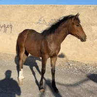 کره نریان یکسر پرشی