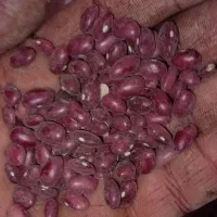 لوبیا قرمز