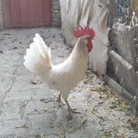 خروس|حیوانات مزرعه|جلین, |دیوار