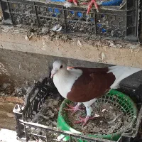 کبوتر آلمانی دوکت