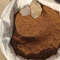 کنجد تازه بوجاری شده|خوردنی و آشامیدنی|وحدتیه, |دیوار