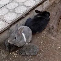 خرگوش بالغ و خرگوش کوچک