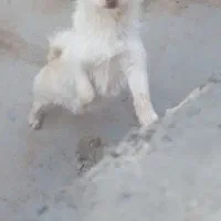 واگذاری سگ، کوتاه، قد،پاکوتاه