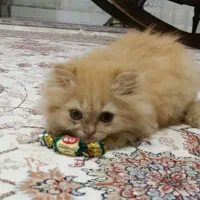 دو عدد گربه ماده نژاد اصیل