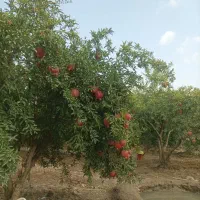 فروش سه هکتار میوه انار|فروش زمین و ملک کلنگی|گنبد کاووس, |دیوار