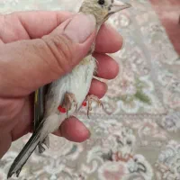 نر جوجه سهر