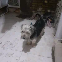 سگ باتربیت شده