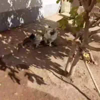 غاز|حیوانات مزرعه|خوی, |دیوار