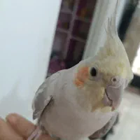 عروس هلندی|پرنده|سیرجان, |دیوار