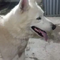 سگ نر هاسکی